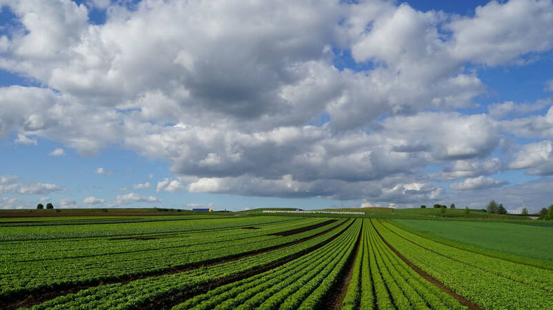 Weite Felder mit grünen Pflanzenreihen unter einem Himmel mit vielen weißen Wolken.