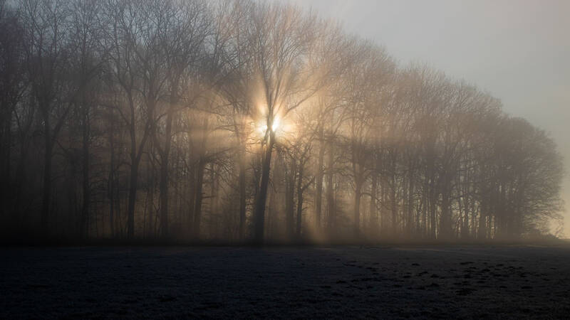 Die Sonne scheint durch eine Reihe von kahlen Bäumen und erzeugt strahlende Lichtstrahlen im Nebel.